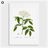 Elder (Sambucus nigra) - ピエール ジョゼフ ルドゥーテ Poster.