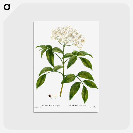 アートポストカード-Elder (Sambucus nigra) - ピエール ジョゼフ ルドゥーテ Postcard.