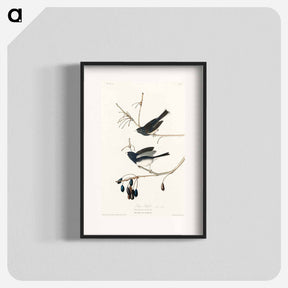 アートポスター-Snow Bird from Birds of America
 - アメリカの鳥たち Poster.