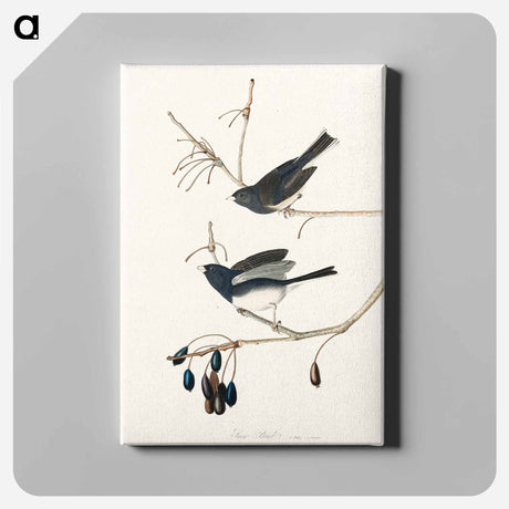 アートパネル-Snow Bird from Birds of America
 - アメリカの鳥たち Canvas.