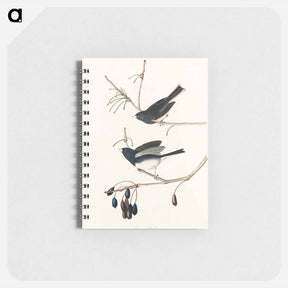 アートメモ帳-Snow Bird from Birds of America
 - アメリカの鳥たち Memo.