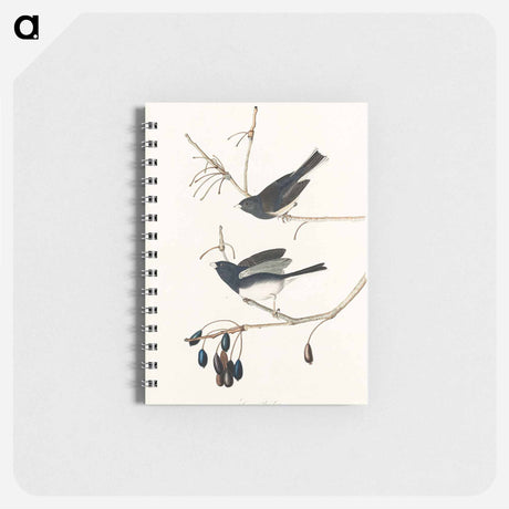 アートメモ帳-Snow Bird from Birds of America
 - アメリカの鳥たち Memo.
