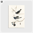 アートポストカード-Snow Bird from Birds of America
 - アメリカの鳥たち Postcard.