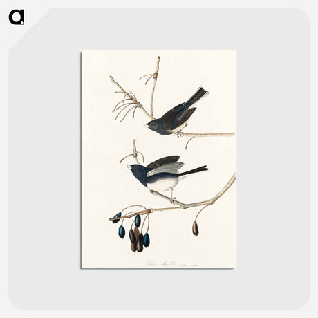 アートポストカード-Snow Bird from Birds of America
 - アメリカの鳥たち Postcard.