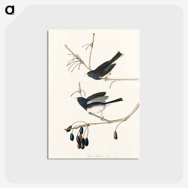 アートポストカード-Snow Bird from Birds of America
 - アメリカの鳥たち Postcard.