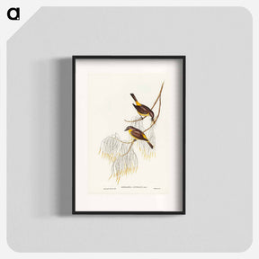 アートポスター-Yellow-breasted Robin
 - オーストラリアの鳥 Poster.