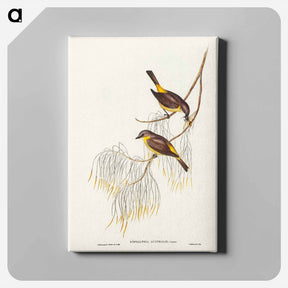 アートパネル-Yellow-breasted Robin
 - オーストラリアの鳥 Canvas.