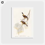 アートポストカード-Yellow-breasted Robin
 - オーストラリアの鳥 Postcard.