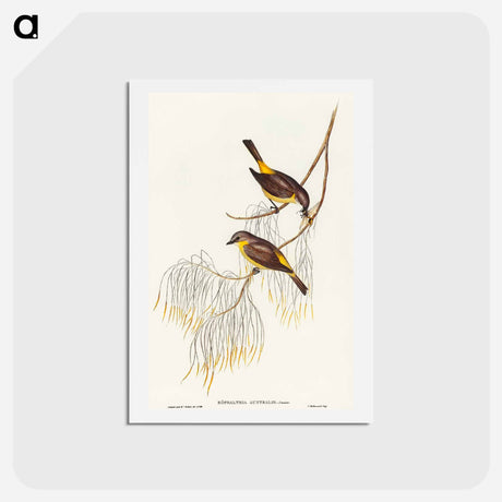 アートポストカード-Yellow-breasted Robin
 - オーストラリアの鳥 Postcard.
