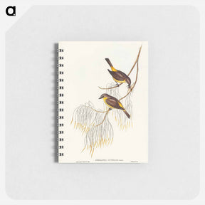 アートメモ帳-Yellow-breasted Robin
 - オーストラリアの鳥 Memo.