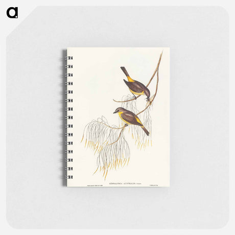 アートメモ帳-Yellow-breasted Robin
 - オーストラリアの鳥 Memo.