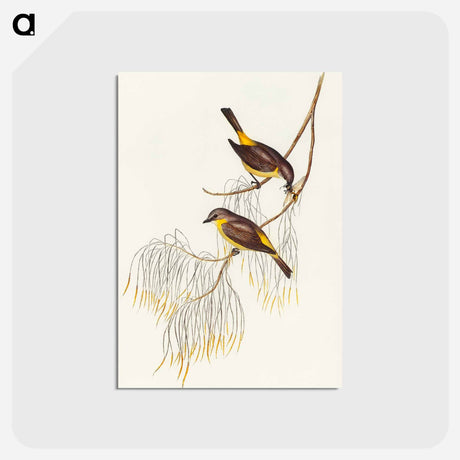 アートポストカード-Yellow-breasted Robin
 - オーストラリアの鳥 Postcard.