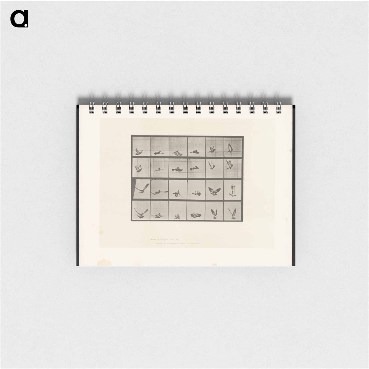 アートメモ帳-Pigeon in Flight
 - エドワード マイブリッジ Memo.