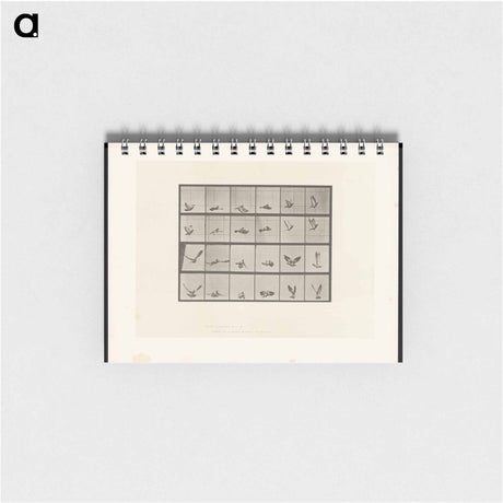 アートメモ帳-Pigeon in Flight
 - エドワード マイブリッジ Memo.