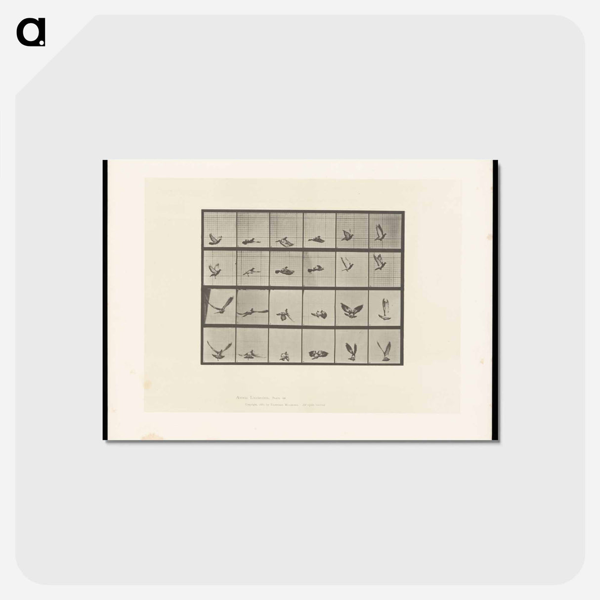 アートポストカード-Pigeon in Flight
 - エドワード マイブリッジ Postcard.