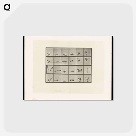 アートポストカード-Pigeon in Flight
 - エドワード マイブリッジ Postcard.