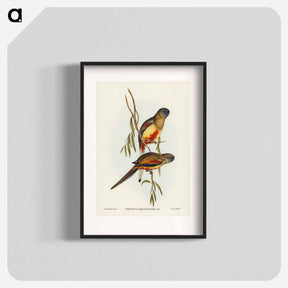 アートポスター-Crimson-bellied Parakeet
 - ジョン グールド Poster.