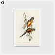 アートポストカード-Crimson-bellied Parakeet
 - ジョン グールド Postcard.