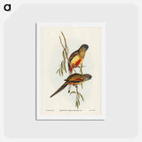 アートポストカード-Crimson-bellied Parakeet
 - ジョン グールド Postcard.