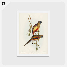 アートポストカード-Crimson-bellied Parakeet
 - ジョン グールド Postcard.