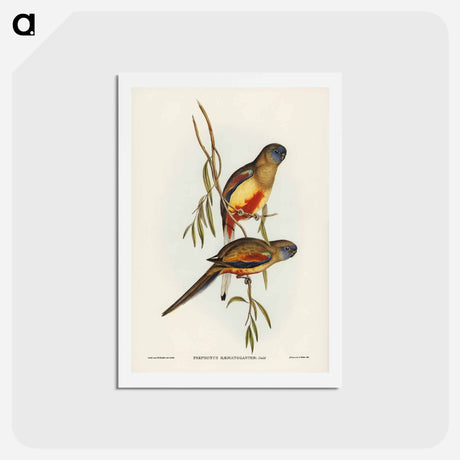 アートポストカード-Crimson-bellied Parakeet
 - ジョン グールド Postcard.
