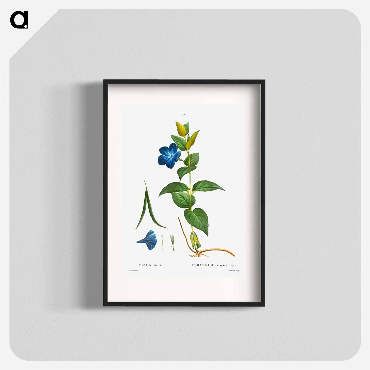 Greater periwinkle - Pierre Joseph Redouté Poster.