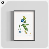 Greater periwinkle - Pierre Joseph Redouté Poster.