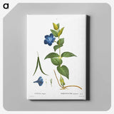 4-61_Pierre-Joseph-Redoute_canvas