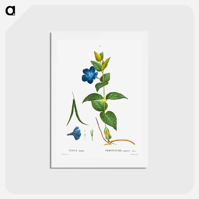 アートポストカード-Greater periwinkle - ピエール ジョゼフ ルドゥーテ Postcard.