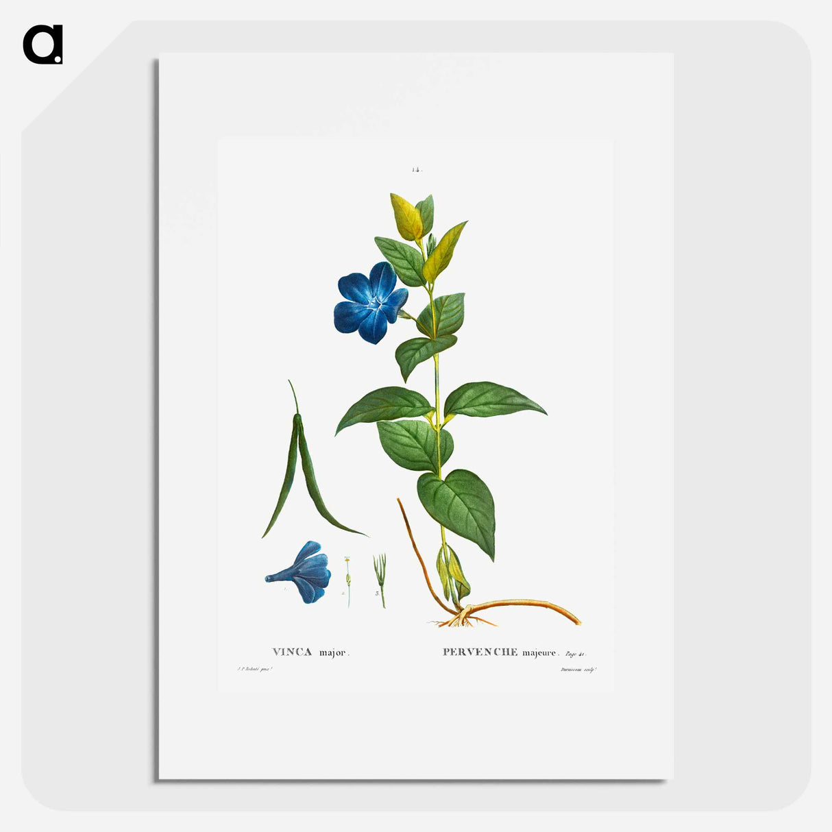 Greater periwinkle - Pierre Joseph Redouté Poster.