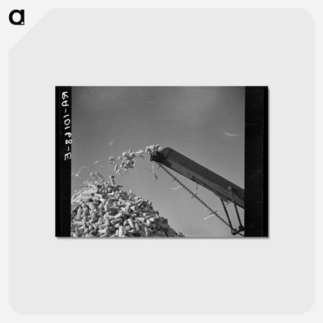 アートポストカード-Cornsheller
 - ラッセル リー Postcard.