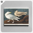 アートパネル-Burgomaster Gull from Birds of America
 - アメリカの鳥たち Canvas.
