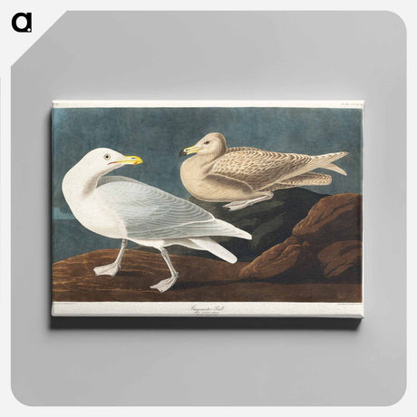 アートパネル-Burgomaster Gull from Birds of America
 - アメリカの鳥たち Canvas.