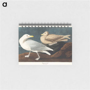 アートメモ帳-Burgomaster Gull from Birds of America
 - アメリカの鳥たち Memo.