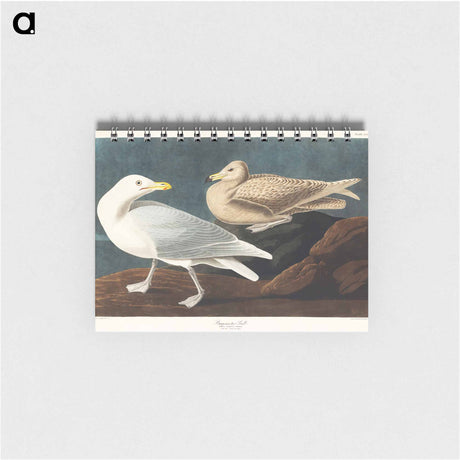 アートメモ帳-Burgomaster Gull from Birds of America
 - アメリカの鳥たち Memo.