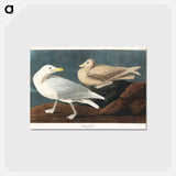 アートポストカード-Burgomaster Gull from Birds of America
 - アメリカの鳥たち Postcard.