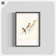 アートポスター-Great-winged Flycatcher
 - オーストラリアの鳥 Poster.