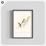 アートポスター-Great-winged Flycatcher
 - オーストラリアの鳥 Poster.