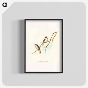 アートポスター-Great-winged Flycatcher
 - オーストラリアの鳥 Poster.