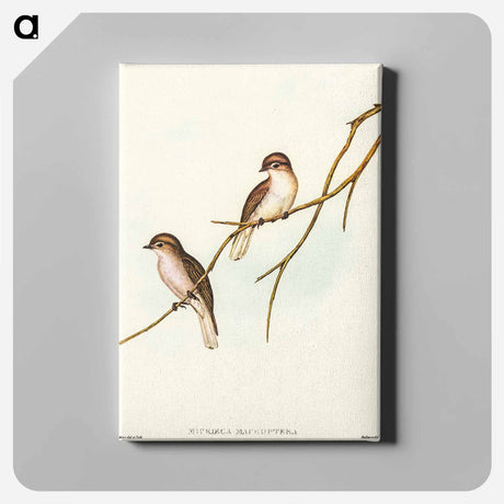 アートパネル-Great-winged Flycatcher
 - オーストラリアの鳥 Canvas.
