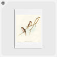 アートポストカード-Great-winged Flycatcher
 - オーストラリアの鳥 Postcard.