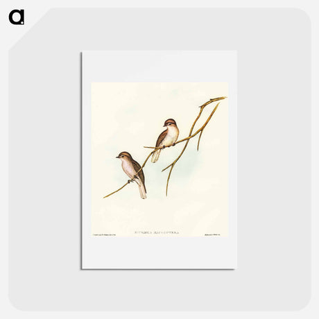 アートポストカード-Great-winged Flycatcher
 - オーストラリアの鳥 Postcard.