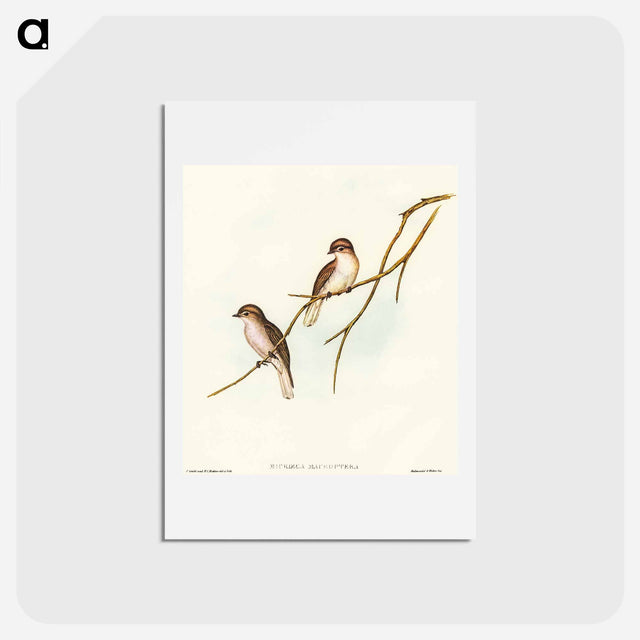 アートポストカード-Great-winged Flycatcher
 - オーストラリアの鳥 Postcard.