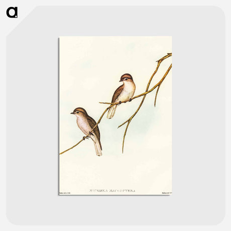 アートポストカード-Great-winged Flycatcher
 - オーストラリアの鳥 Postcard.