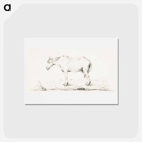アートポストカード-Standing horse - ジャン ベルナール Postcard.
