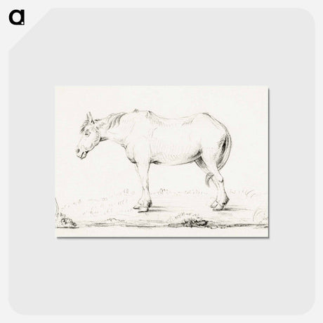アートポストカード-Standing horse - ジャン ベルナール Postcard.