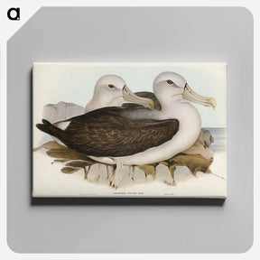 アートパネル-Cautious Albatros
 - ジョン グールド Canvas.