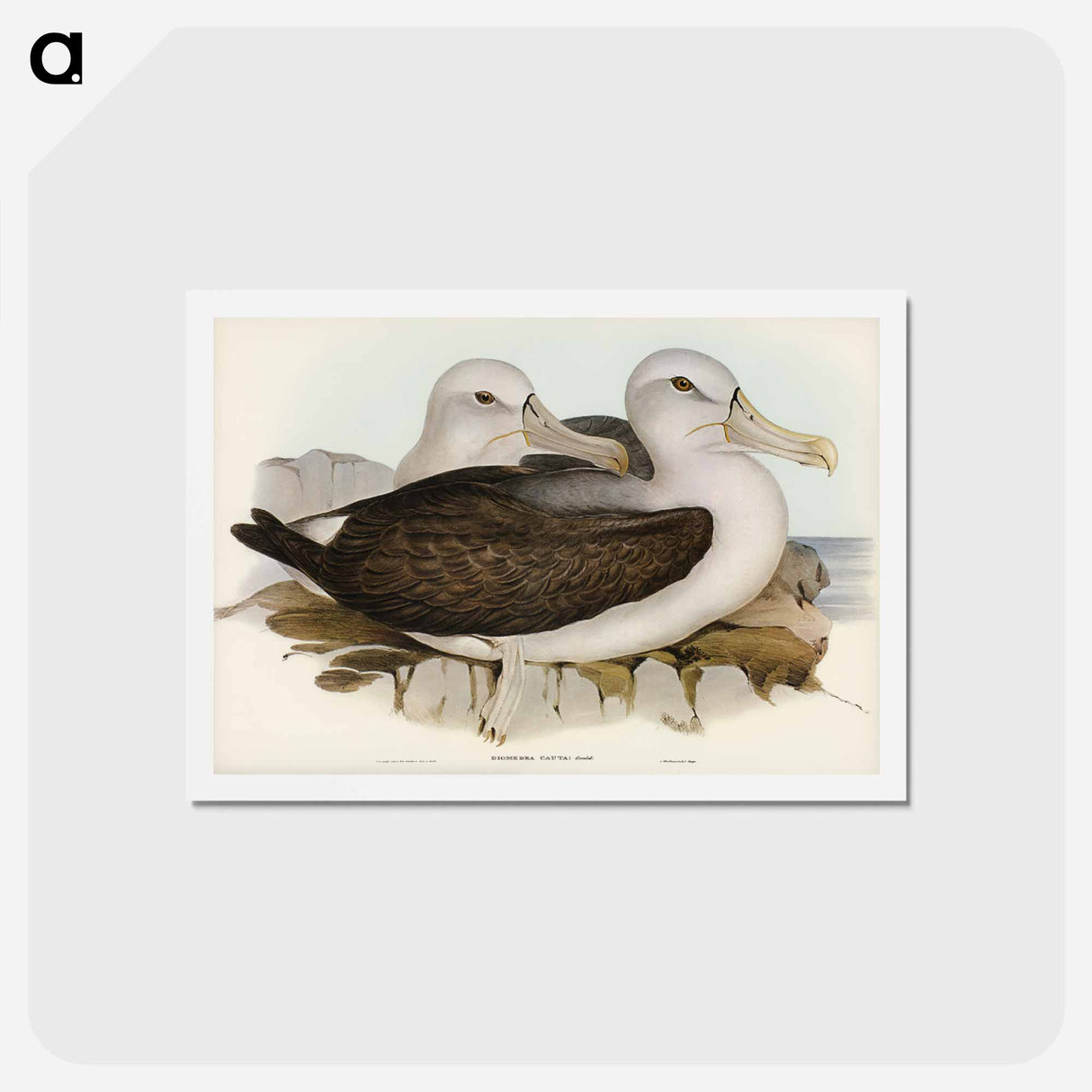 アートポストカード-Cautious Albatros
 - ジョン グールド Postcard.