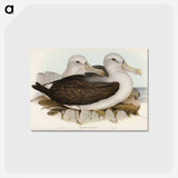 アートポストカード-Cautious Albatros
 - ジョン グールド Postcard.
