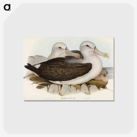 アートポストカード-Cautious Albatros
 - ジョン グールド Postcard.